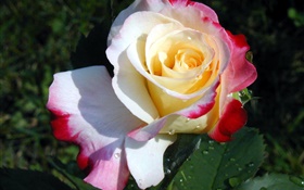 玫瑰花特写，三种颜色的花瓣，露