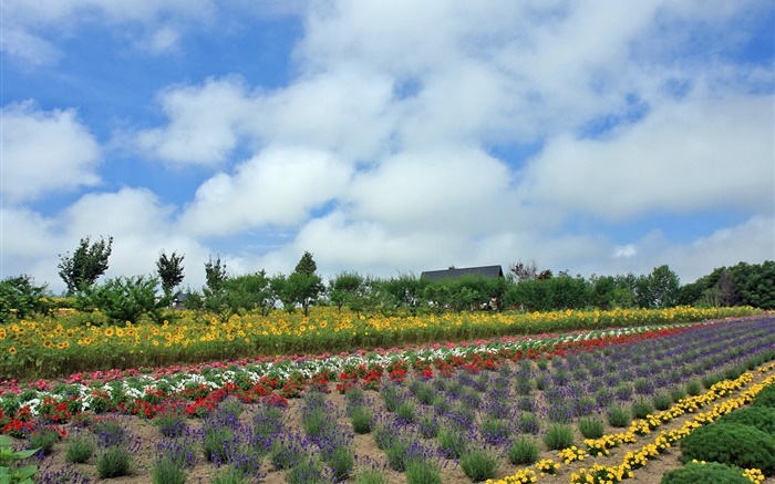 夏季的花场，云，日本北海道 壁纸 图片