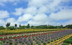 夏季的花场，云，日本北海道 高清壁纸