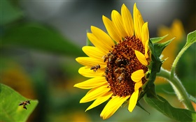 向日葵，蜜蜂，昆虫