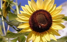 向日葵，黄色的花瓣，花蕊，蜜蜂，昆虫 高清壁纸