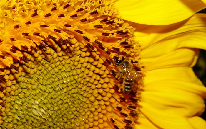 向日葵，黄色的花瓣，花蕊，蜜蜂 壁纸 图片