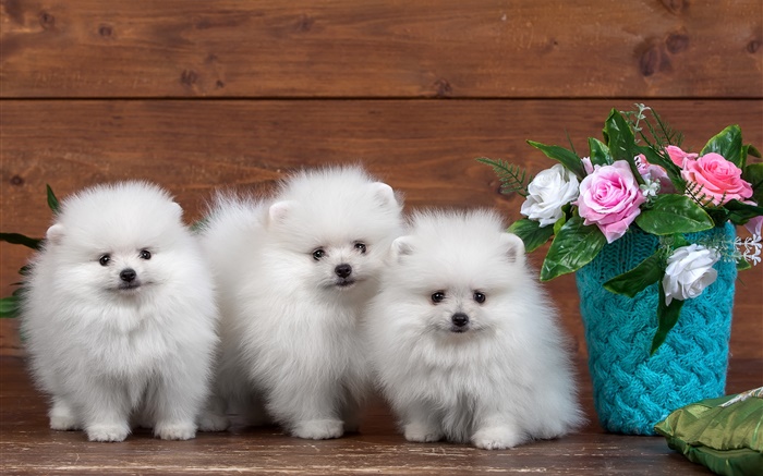三只白色小狗，玫瑰鲜花 壁纸 图片