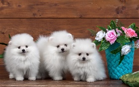 三只白色小狗，玫瑰鲜花 高清壁纸