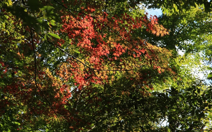 树，枫叶，绿色和红色，阳光，秋天 壁纸 图片