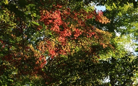 树，枫叶，绿色和红色，阳光，秋天
