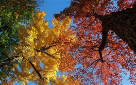 树木，黄色和红色的叶子，秋天 高清壁纸