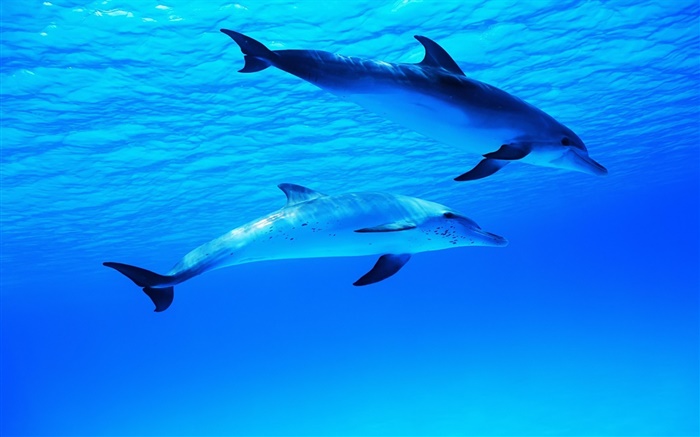 两只海豚，水下，海，海洋 壁纸 图片