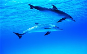 两只海豚，水下，海，海洋 高清壁纸
