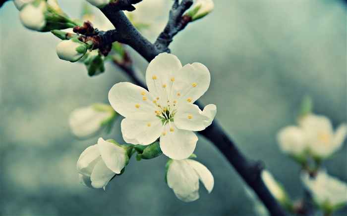 白樱桃花，花瓣，春天，绽放 壁纸 图片