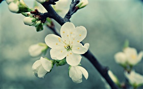 白樱桃花，花瓣，春天，绽放