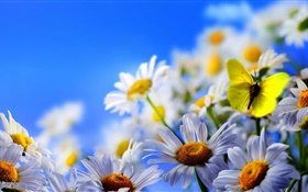 白色的雏菊花，蝴蝶，蓝天 高清壁纸