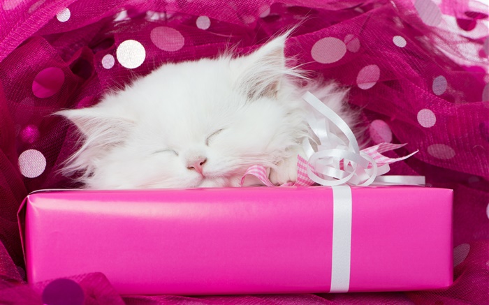 白色小猫睡觉，礼品 壁纸 图片