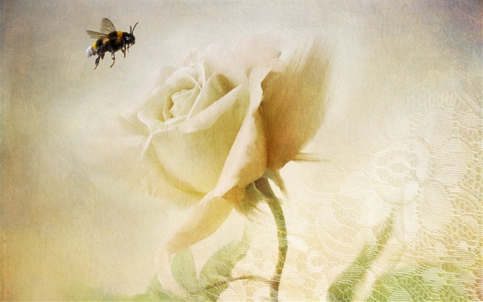 白玫瑰，蜂，质地 壁纸 图片
