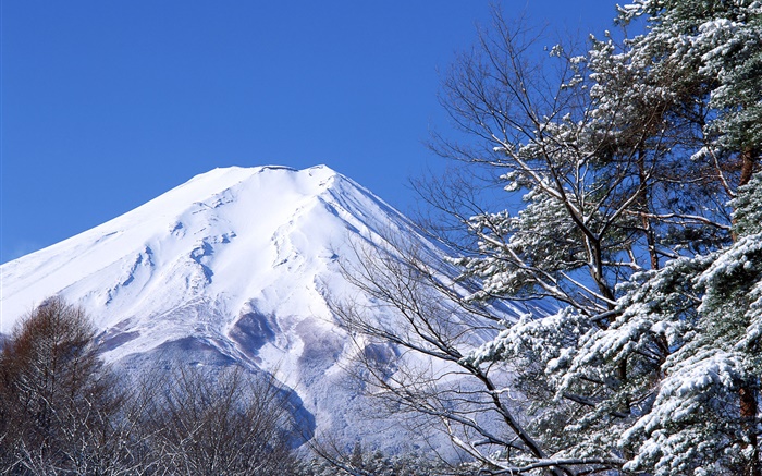 白色的世界，冬天，雪，富士山，日本 壁纸 图片