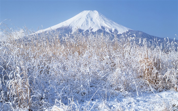 冬天，草地，雪地，富士山，日本 壁纸 图片