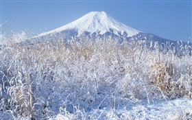 冬天，草地，雪地，富士山，日本 高清壁纸