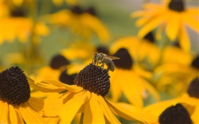黄色的花，黑色雌蕊，蜂