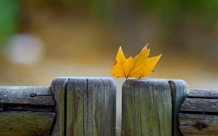 黄叶，围栏，秋季 壁纸 图片