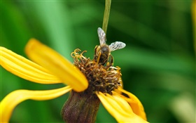 黄色花瓣的花，蜜蜂，绿色背景