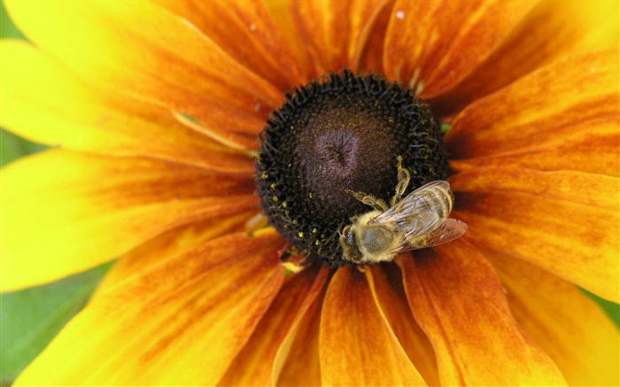 黄色花瓣的花，蜜蜂，昆虫 壁纸 图片