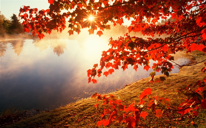 秋天，红叶，枫树，河流，太阳光线 壁纸 图片