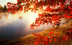 秋天，红叶，枫树，河流，太阳光线 高清壁纸