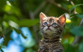 蓝眼睛的小猫抬头