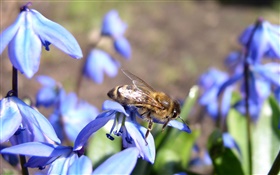 蓝花，蜂