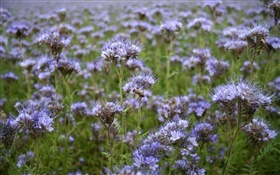 蓝色野花，蜜蜂，春天