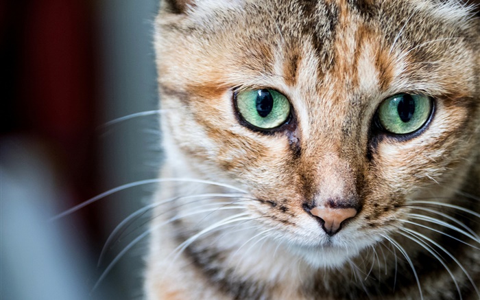 猫肖像，绿色的眼睛，胡须 壁纸 图片