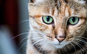 猫肖像，绿色的眼睛，胡须 高清壁纸