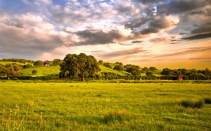 乡村，田野，草，树，云，黄昏 壁纸 图片