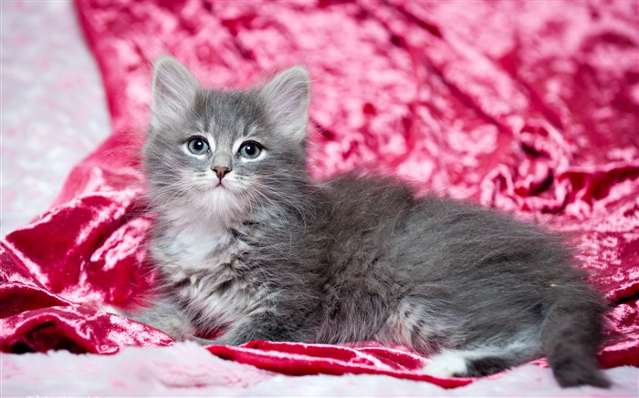 可爱的小猫灰色，红色背景 壁纸 图片