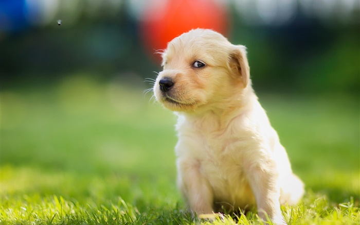 可爱的小狗在草地上，金毛 壁纸 图片