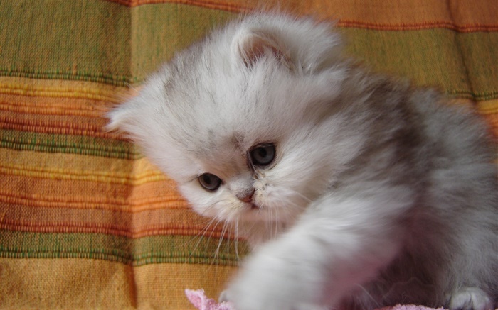 蓬松的小猫宝宝 壁纸 图片