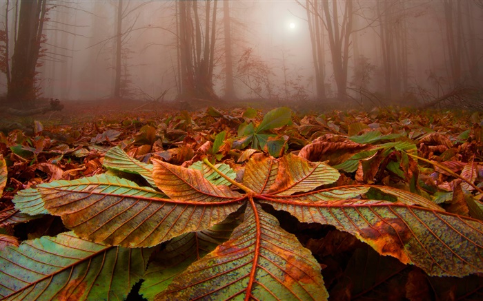 森林，树木，雾，树叶，地面，黎明 壁纸 图片