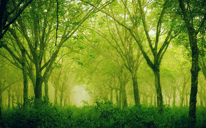 森林，树木，绿色风格 壁纸 图片
