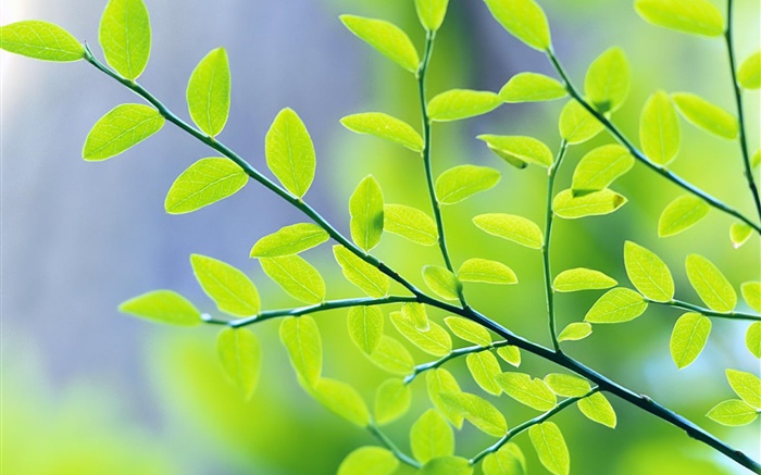 绿色的树叶，树枝，背景虚化，春天 壁纸 图片