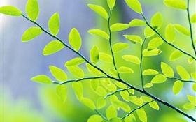 绿色的树叶，树枝，背景虚化，春天