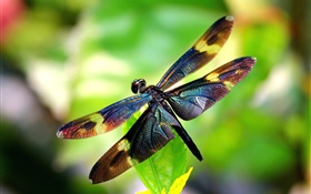昆虫特写，蜻蜓，翅膀，背景虚化