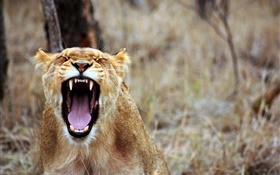 狮子打哈欠，锋利的牙齿