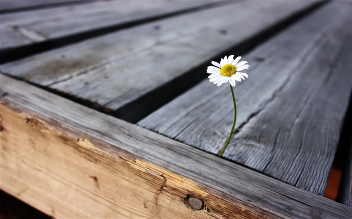 孤独的花，木板 壁纸 图片