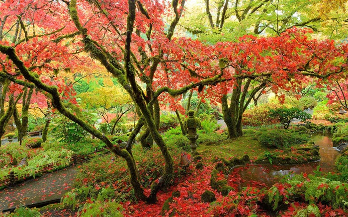 槭树，公园，秋天，加拿大温哥华岛 壁纸 图片