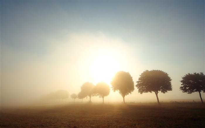 清晨，黎明，树木，田野，雾，日出 壁纸 图片