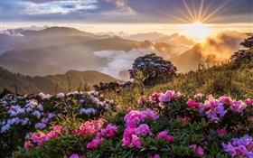 早晨的风景，日出，山，花，云 高清壁纸