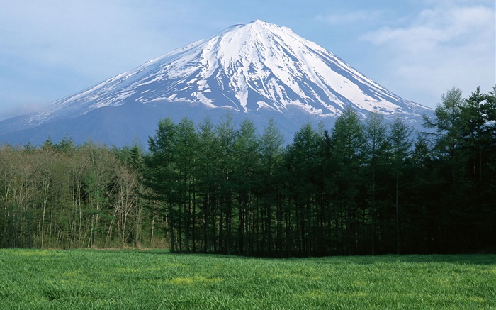 富士山，雪，林，草，日本 壁纸 图片