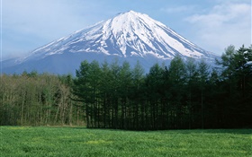 富士山，雪，林，草，日本 高清壁纸