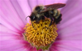 粉红色的花瓣的花，雌蕊，昆虫蜜蜂特写 高清壁纸