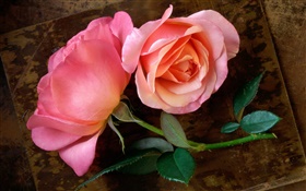 粉红色的玫瑰，茎，叶